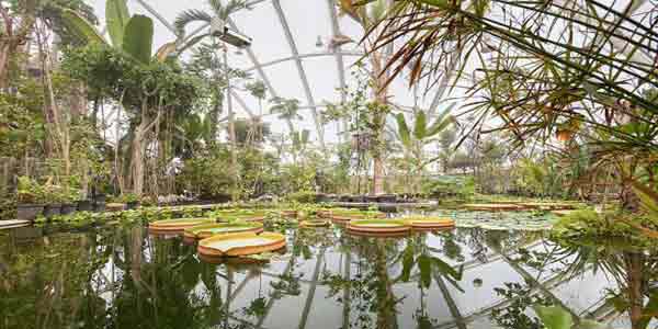 Тропический ботанический сад
